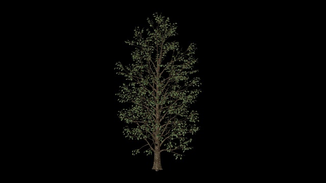 卡罗莱纳杨树树视频素材
