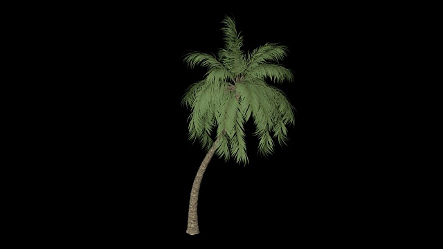 椰子棕榈树视频素材
