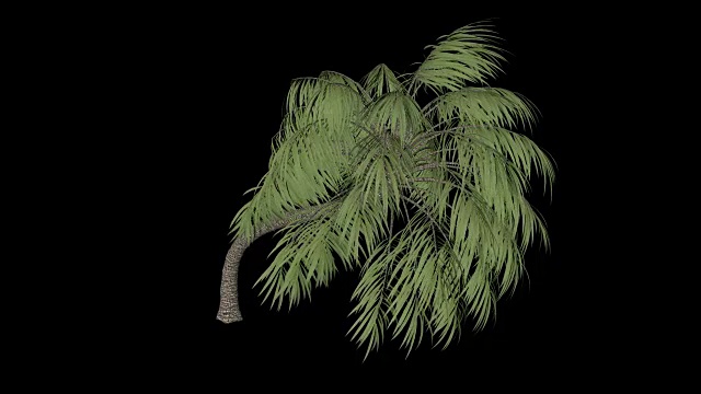 卷曲的棕榈树视频素材