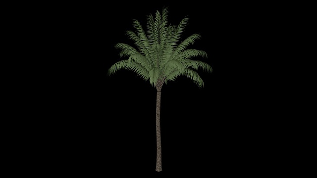 日期棕榈树视频素材
