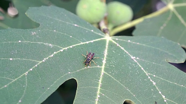 无花果叶上的蜜蜂视频素材