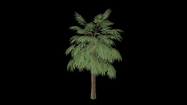 棕榈树视频素材