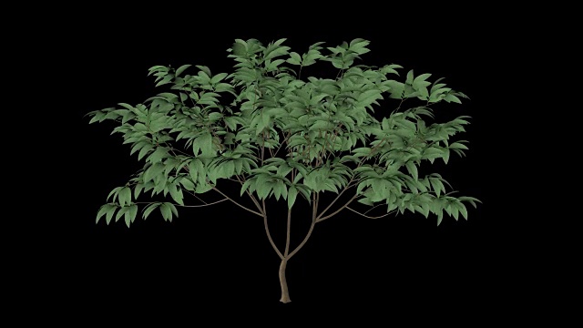 Plumeria树视频素材