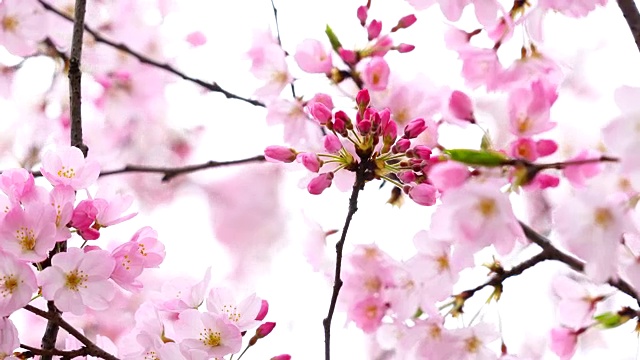 图为日本樱花节期间，日本国家大剧院的樱花。视频素材