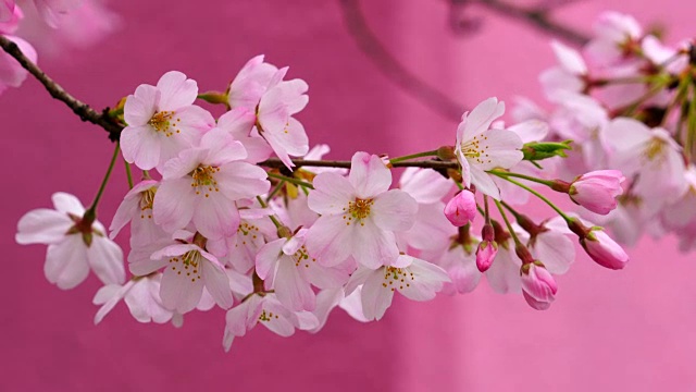 图为日本樱花节期间，日本国家大剧院的樱花。视频素材