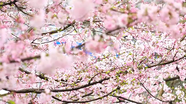 图为日本樱花节期间，日本国家大剧院的樱花树。视频素材