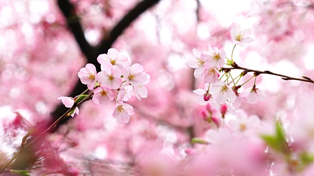 图为日本樱花节期间，日本国家大剧院的樱花。视频素材