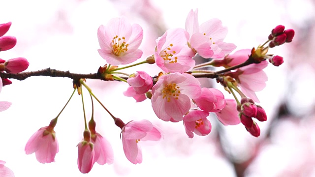 图为日本樱花节期间，日本国家大剧院的樱花。视频素材