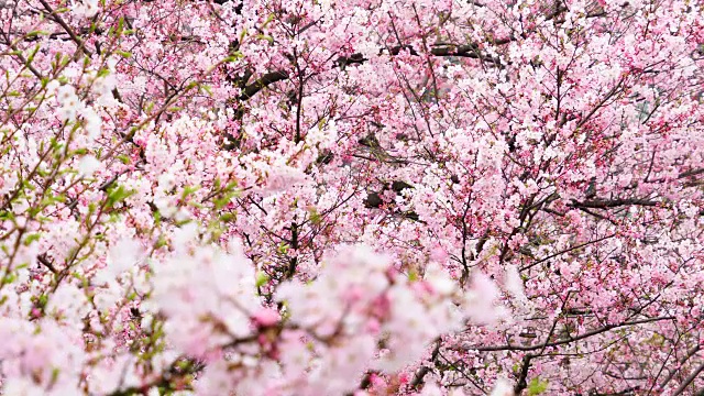 图为日本樱花节期间，日本国家大剧院的樱花树。视频素材