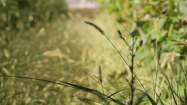 葡萄牙阿科雷斯圣米格尔视频素材