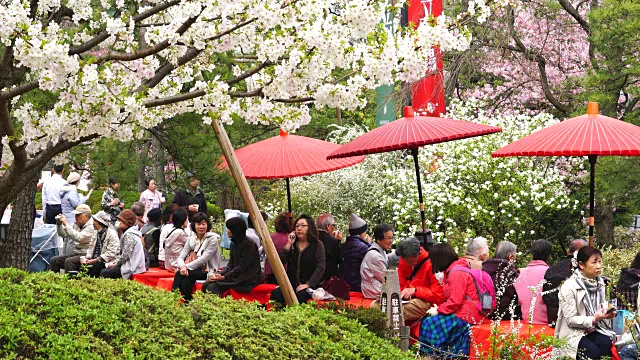 在日本樱花节上，日本国家剧院的镜头捕捉到了人们在樱花下使用日本传统雨伞的情景。视频素材