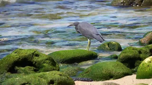 海鸟视频素材