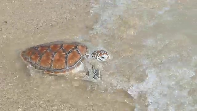 把海龟放回安达曼海视频素材