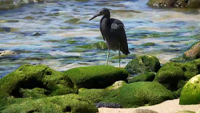 海鸟视频素材