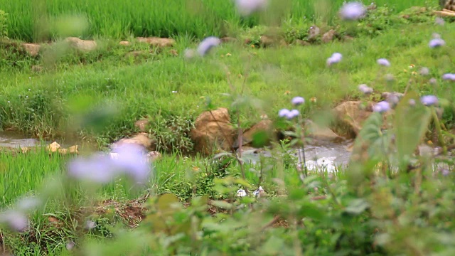 流经棕色湿地视频下载