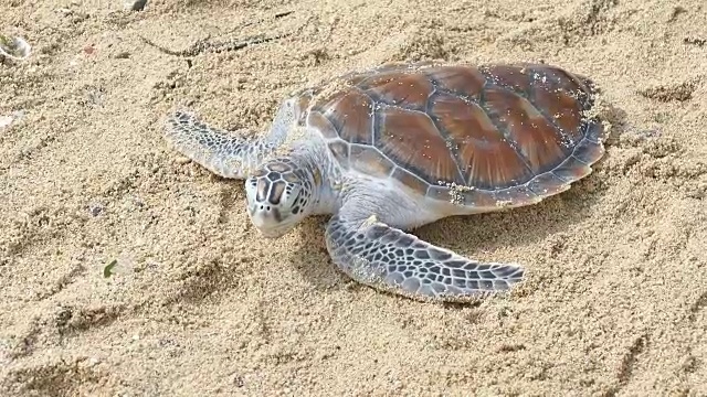 把海龟放回安达曼海视频素材