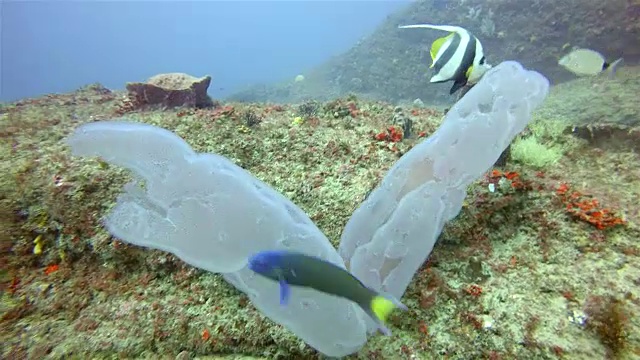 自由漂浮的殖民地被囊动物视频下载