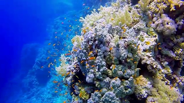 在珊瑚礁/红海海洋生物潜水视频素材