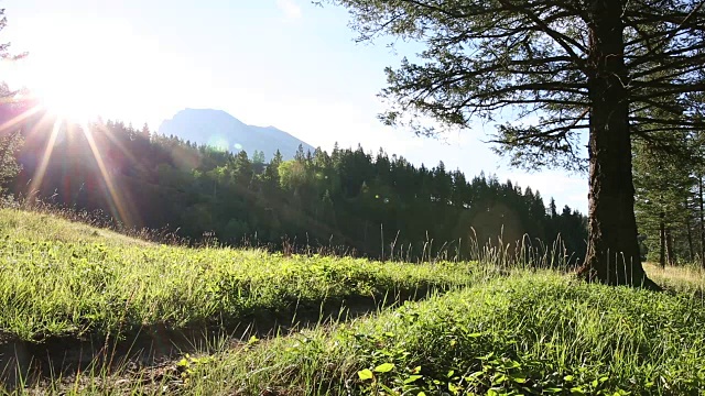 男性徒步旅行者沿着山间小径穿过森林，草地视频素材