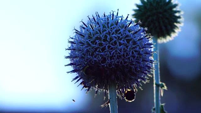 一对蜜蜂在给一种蓝色的蓟花授粉视频素材