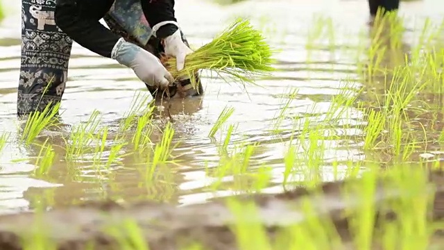 农民在稻田里种植水稻，慢镜头视频素材