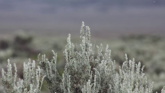 亚利桑那州的一棵鼠尾草视频素材