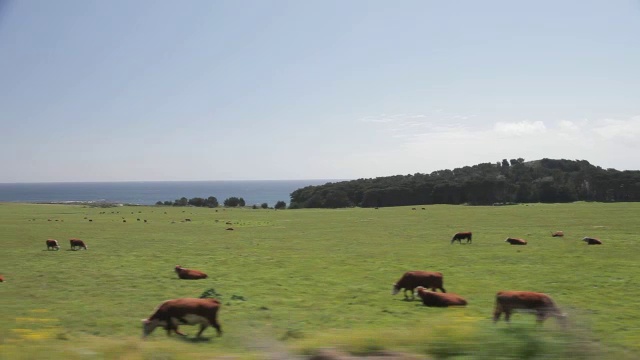 沿太平洋海岸高速公路边的牧场和太平洋视频素材