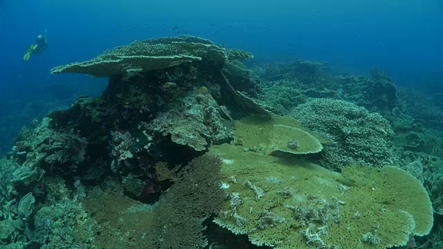 巨型桌珊瑚群海底视频素材