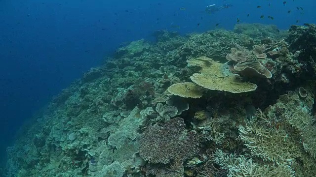 在海底的热带珊瑚礁潜水视频素材