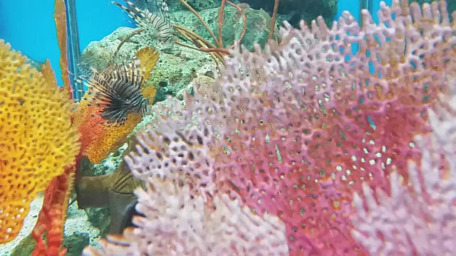 危险的狮子鱼在海洋水族馆视频素材