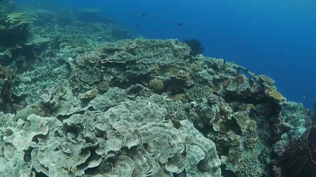 海面下的巨型海绵视频素材