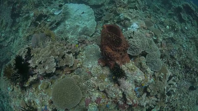 鸟瞰图热带珊瑚礁与珊瑚和海绵视频素材