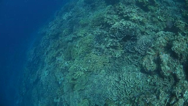 鸟瞰图视频的海底珊瑚群视频素材