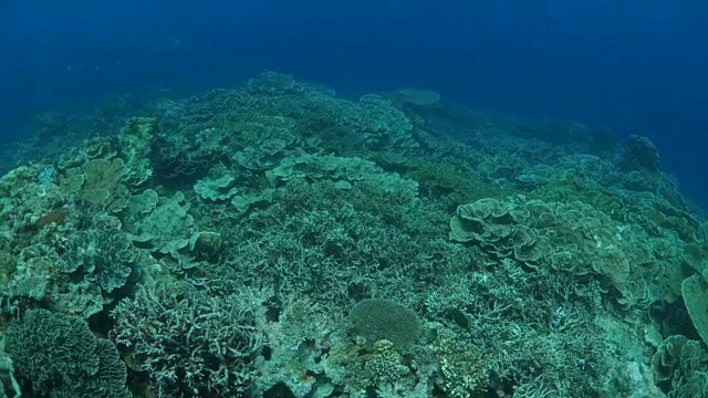 在火山岛上潜水视频素材