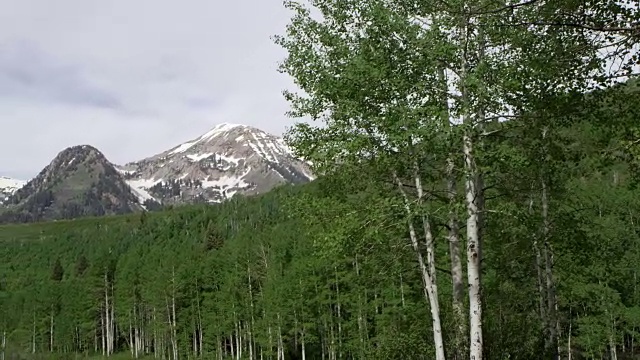 从白杨树到湖的全景。视频素材