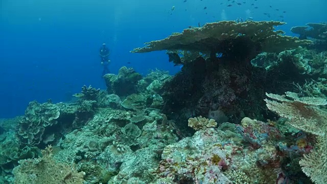 在热带海域的珊瑚礁中潜水视频素材