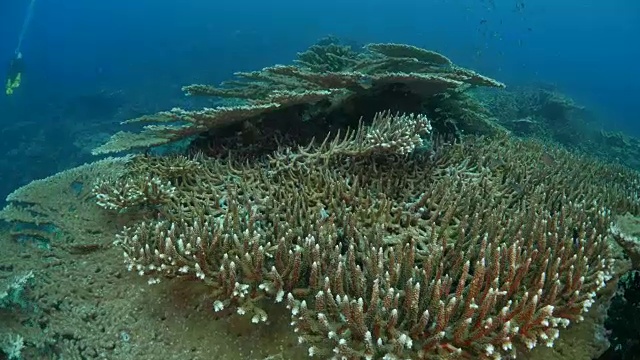 巨型桌状硬珊瑚群在海底视频素材