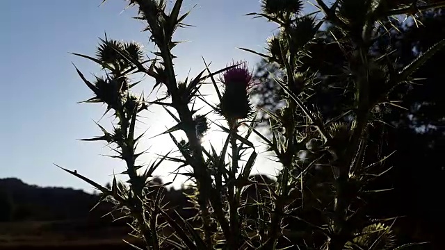 蓟在背光剪影与日落在田野与山在卡斯蒂拉曼查西班牙视频素材