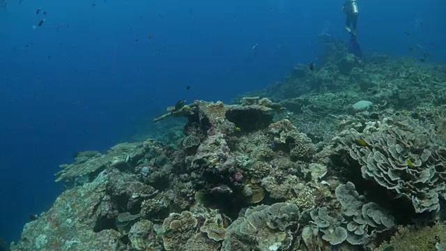 火山岛与健康的硬珊瑚群水下视频素材