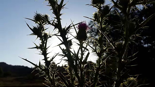 蓟在背光剪影与日落在田野与山在卡斯蒂拉曼查西班牙视频下载