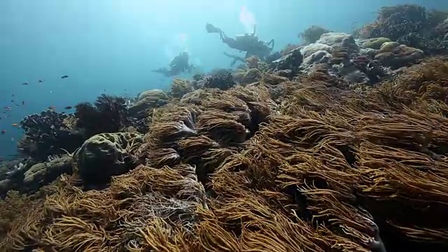 一对潜水员沿着柔软的珊瑚礁漂流视频素材