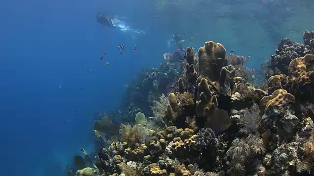 浮潜和珊瑚礁，洪都拉斯尤拉湾群岛视频素材