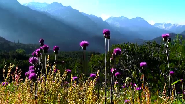 瑞士阿尔卑斯山的山花视频素材