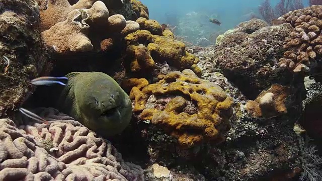 藏在珊瑚礁里的海鳗视频素材