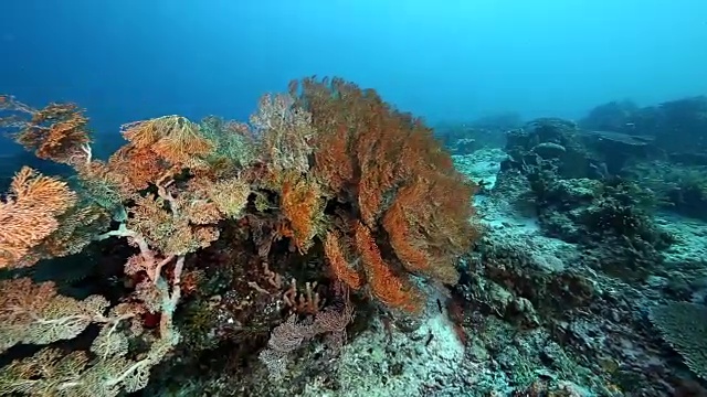 海扇，印尼视频素材