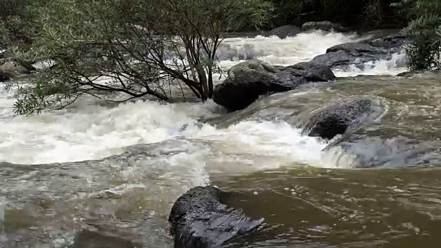 河在森林视频下载