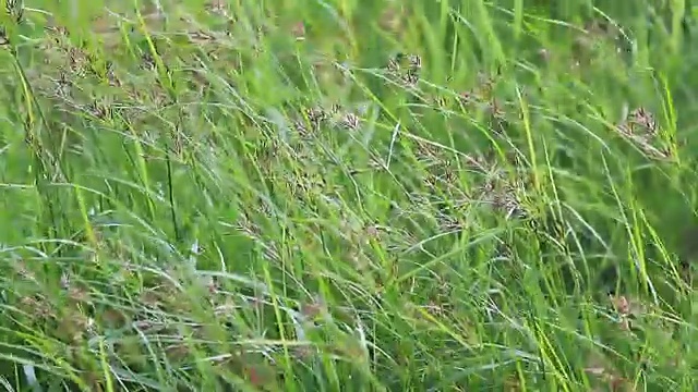 野生绿草视频下载