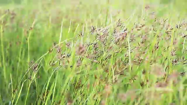 野生绿草视频下载