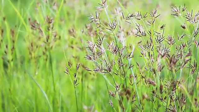 野生绿草视频下载