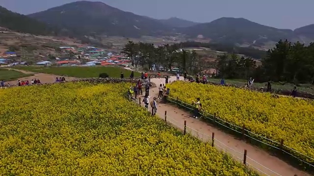 清山岛海岸线附近的油菜田(著名的旅游景点)鸟瞰图视频素材